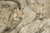 Fossil Clam (Inocerasmus) Shell - Smoky Hill Chalk, Kansas #197344-1